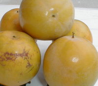 Tonekaki