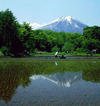 Taue